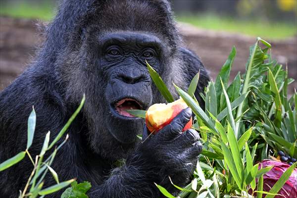 Fatou, the world's oldest female Gorilla living in Berlin, celebrated her 68th birthday