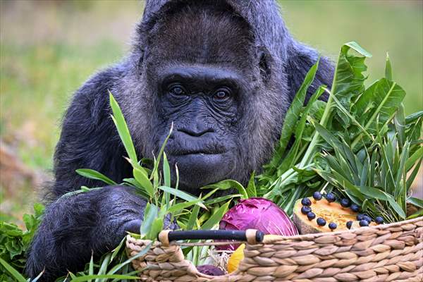 Fatou, the world's oldest female Gorilla living in Berlin, celebrated her 68th birthday