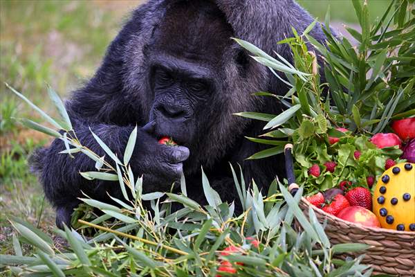 Fatou, the world's oldest female Gorilla living in Berlin, celebrated her 68th birthday