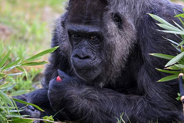 Fatou, the world's oldest female Gorilla living in Berlin, celebrated her 68th birthday
