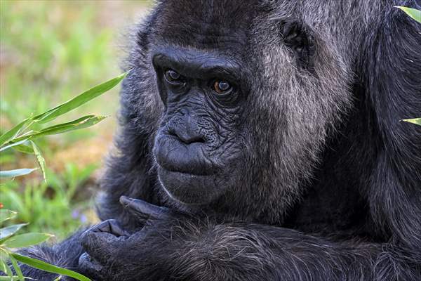 Fatou, the world's oldest female Gorilla living in Berlin, celebrated her 68th birthday