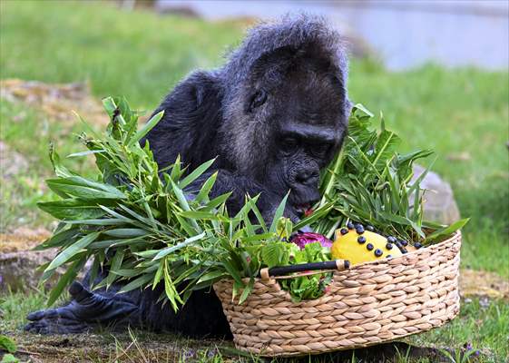 Fatou, the world's oldest female Gorilla living in Berlin, celebrated her 68th birthday