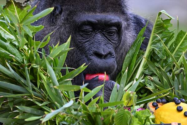 Fatou, the world's oldest female Gorilla living in Berlin, celebrated her 68th birthday