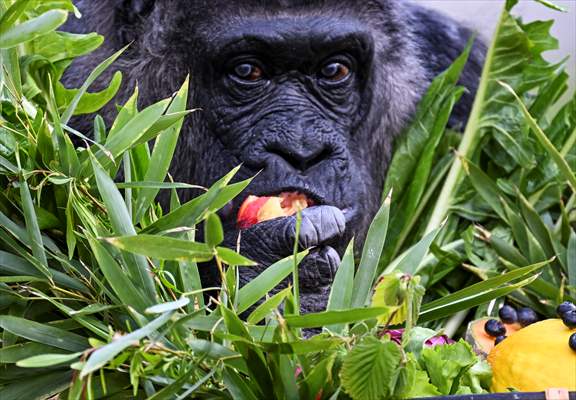 Fatou, the world's oldest female Gorilla living in Berlin, celebrated her 68th birthday