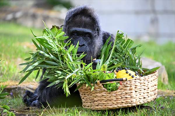 Fatou, the world's oldest female Gorilla living in Berlin, celebrated her 68th birthday