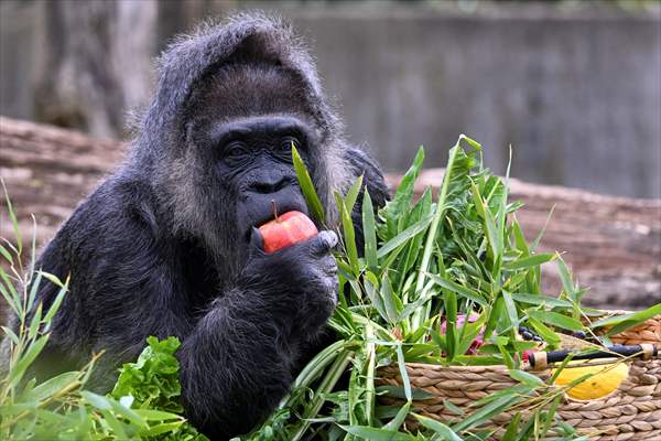 Fatou, the world's oldest female Gorilla living in Berlin, celebrated her 68th birthday