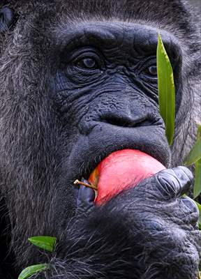 Fatou, the world's oldest female Gorilla living in Berlin, celebrated her 68th birthday