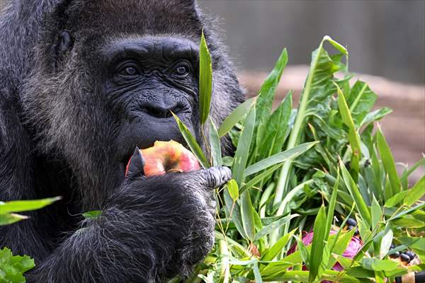Fatou, the world's oldest female Gorilla living in Berlin, celebrated her 68th birthday
