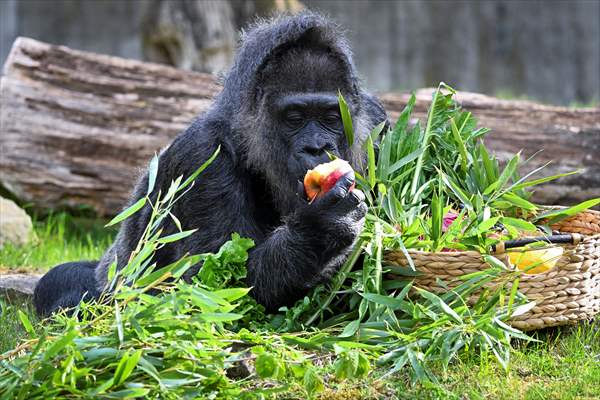 Fatou, the world's oldest female Gorilla living in Berlin, celebrated her 68th birthday