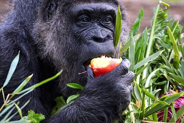 Fatou, the world's oldest female Gorilla living in Berlin, celebrated her 68th birthday