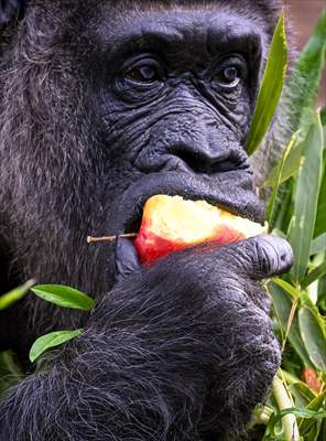 Fatou, the world's oldest female Gorilla living in Berlin, celebrated her 68th birthday