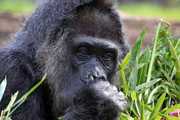 Fatou, the world's oldest female Gorilla living in Berlin, celebrated her 68th birthday