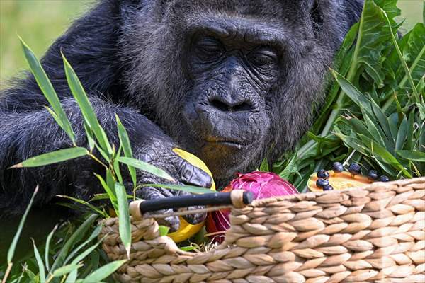 Fatou, the world's oldest female Gorilla living in Berlin, celebrated her 68th birthday