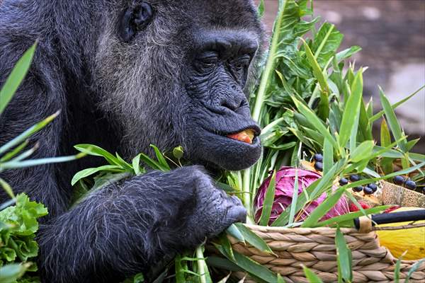 Fatou, the world's oldest female Gorilla living in Berlin, celebrated her 68th birthday