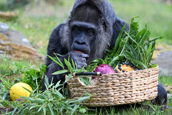 Fatou, the world's oldest female Gorilla living in Berlin, celebrated her 68th birthday