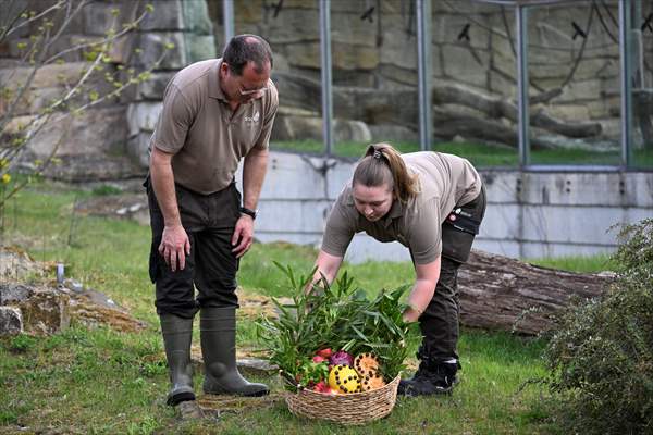 Fatou, the world's oldest female Gorilla living in Berlin, celebrated her 68th birthday