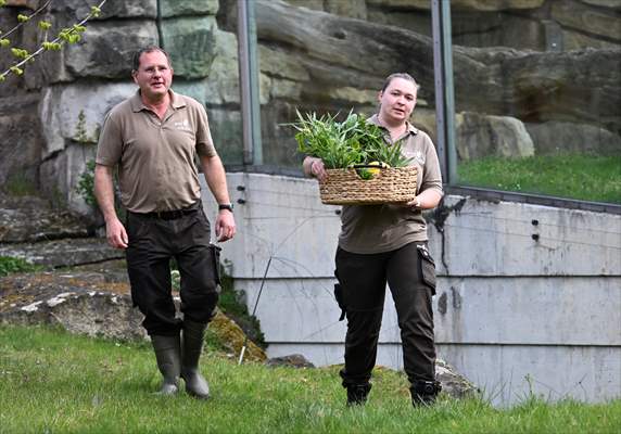 Fatou, the world's oldest female Gorilla living in Berlin, celebrated her 68th birthday