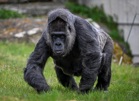 Fatou, the world's oldest female Gorilla living in Berlin, celebrated her 68th birthday