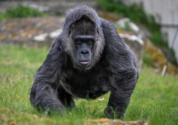 Fatou, the world's oldest female Gorilla living in Berlin, celebrated her 68th birthday