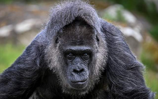 Fatou, the world's oldest female Gorilla living in Berlin, celebrated her 68th birthday