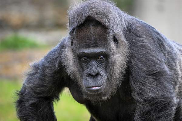 Fatou, the world's oldest female Gorilla living in Berlin, celebrated her 68th birthday