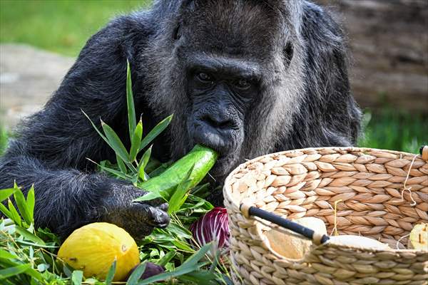 Fatou, the world's oldest female Gorilla living in Berlin, celebrated her 68th birthday