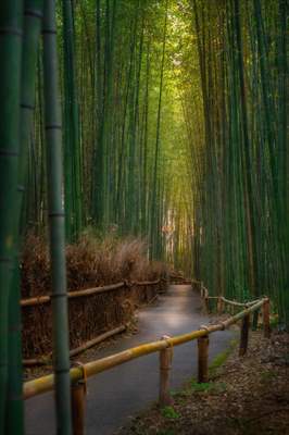 Arashiyama Bamboo Forest in Japan