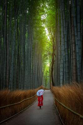 Arashiyama Bamboo Forest in Japan