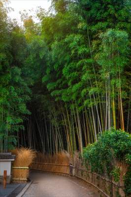 Arashiyama Bamboo Forest in Japan
