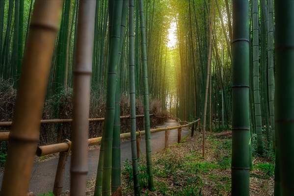 Arashiyama Bamboo Forest in Japan