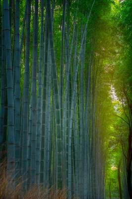 Arashiyama Bamboo Forest in Japan