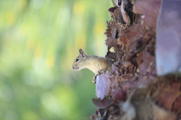 Bahçesinde bitkin halde bulduğu sincaba evinde özenle bakıyor