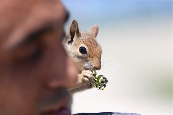 Bahçesinde bitkin halde bulduğu sincaba evinde özenle bakıyor