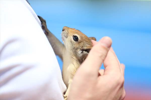 Bahçesinde bitkin halde bulduğu sincaba evinde özenle bakıyor