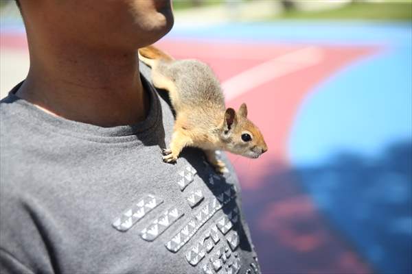 Bahçesinde bitkin halde bulduğu sincaba evinde özenle bakıyor