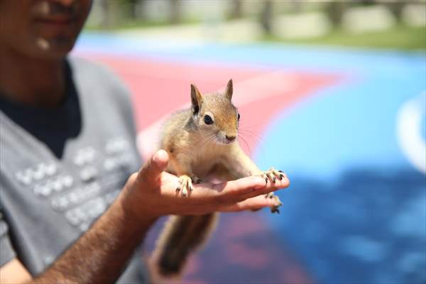 Bahçesinde bitkin halde bulduğu sincaba evinde özenle bakıyor