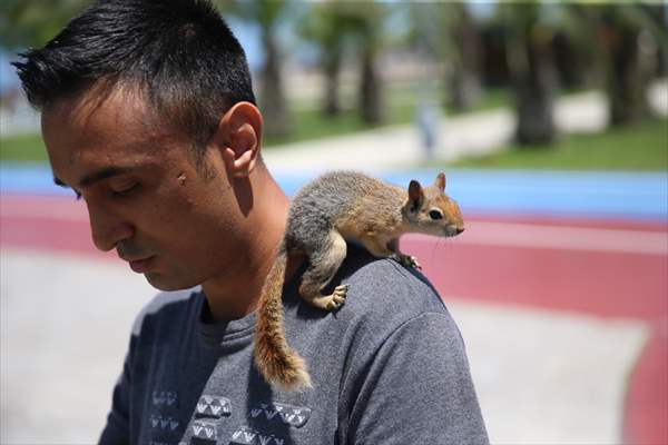Bahçesinde bitkin halde bulduğu sincaba evinde özenle bakıyor