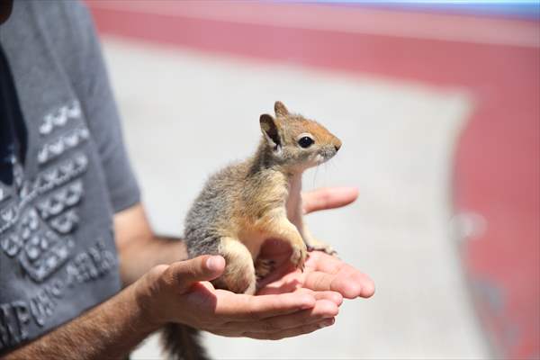 Bahçesinde bitkin halde bulduğu sincaba evinde özenle bakıyor