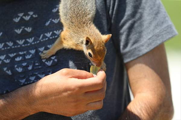 Bahçesinde bitkin halde bulduğu sincaba evinde özenle bakıyor
