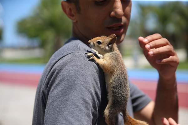 Bahçesinde bitkin halde bulduğu sincaba evinde özenle bakıyor