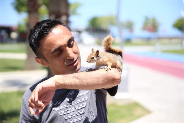 Bahçesinde bitkin halde bulduğu sincaba evinde özenle bakıyor