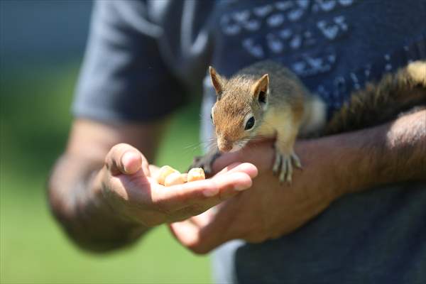 Bahçesinde bitkin halde bulduğu sincaba evinde özenle bakıyor