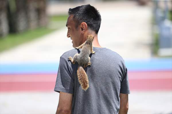 Bahçesinde bitkin halde bulduğu sincaba evinde özenle bakıyor