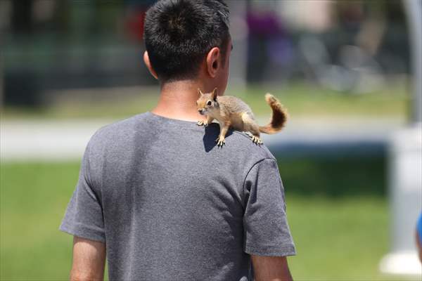 Bahçesinde bitkin halde bulduğu sincaba evinde özenle bakıyor