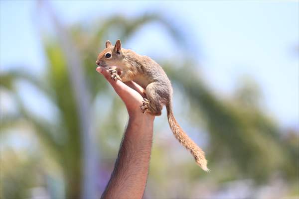 Bahçesinde bitkin halde bulduğu sincaba evinde özenle bakıyor