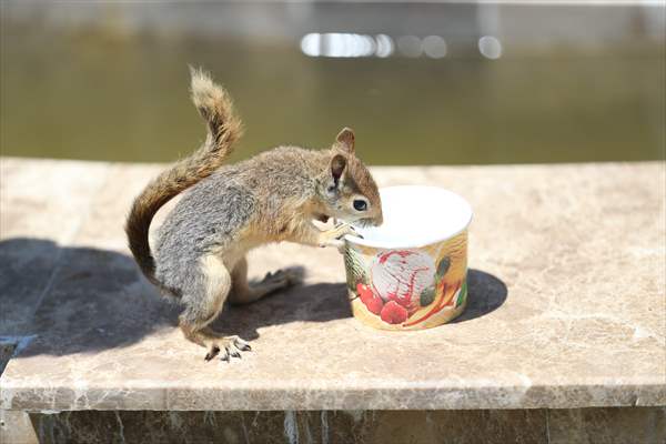 Bahçesinde bitkin halde bulduğu sincaba evinde özenle bakıyor