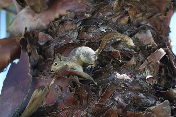 Bahçesinde bitkin halde bulduğu sincaba evinde özenle bakıyor