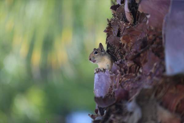 Bahçesinde bitkin halde bulduğu sincaba evinde özenle bakıyor