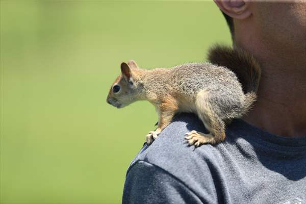 Bahçesinde bitkin halde bulduğu sincaba evinde özenle bakıyor