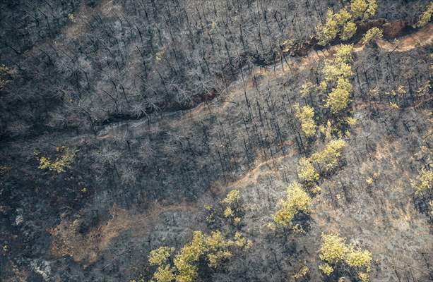 Bilecik'te orman yangınında zarar gören alanlar dronla görüntülendi